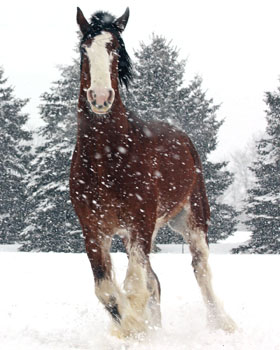 Matted Prints . . . Horses