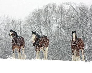 Matted Prints . . . Horses