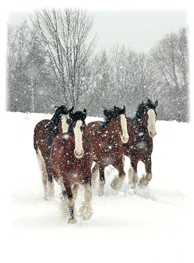 Horses Running Greeting Card