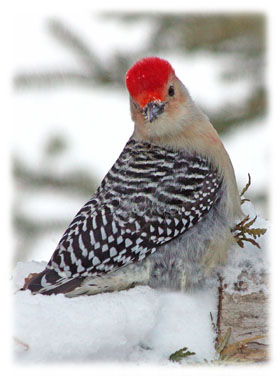 Red Head Woodpecker Greeting Card