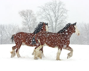 Matted Prints . . . Horses