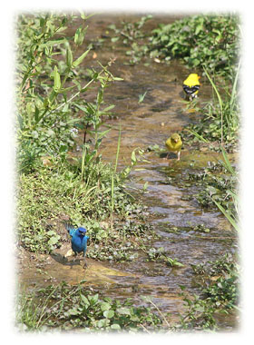 Special Blue Bird  Greeting Card