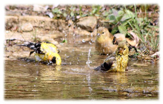 Birds taking a bath ... Greeting Card