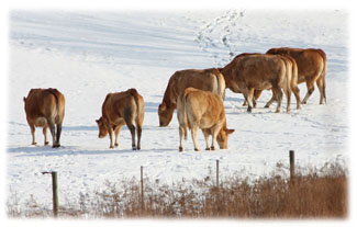 Cows in a field ... Greeting Card