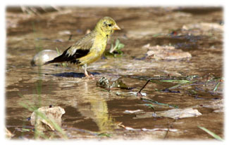 Birds shadow in water ... Greeting Card