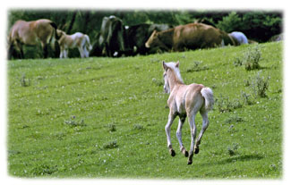 Baby horse running ... Greeting Card