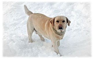 Happy Dog ... Greeting Card