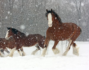 Horse Print