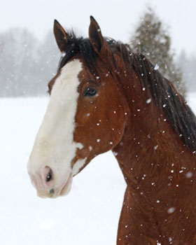 Horse Print